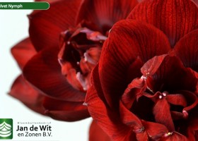 hippeastrum Velnym ® (3)